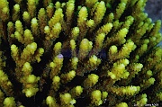 Acropora plantaginea-Safaga Middle reef-12m-20171124-Denis-ADER-DSC_3862_tn